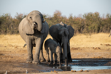Fototapeta premium Tender Moment Between Elephant Mother and Calf ,Elephant Family in Perfect Harmony – Animal of Africa 