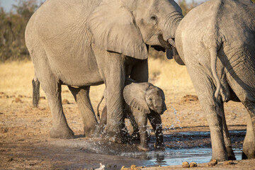 Obraz premium Tender Moment Between Elephant Mother and Calf ,Elephant Family in Perfect Harmony – Animal of Africa 