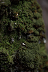 A CloseUp View of Vibrant Moss on Tree Bark Showcasing Natures Intricate Textures and Details
