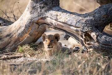 Tender Moment Between Lioness and Cub – Animal of Africa