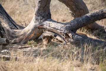 Tender Moment Between Lioness and Cub – Animal of Africa