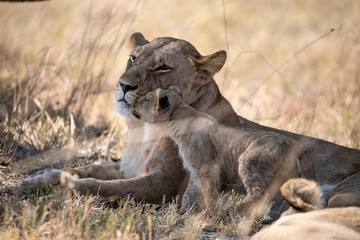 Tender Moment Between Lioness and Cub – Animal of Africa