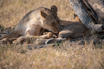 Lions cubs and mother in wild savannah - Animal of africa