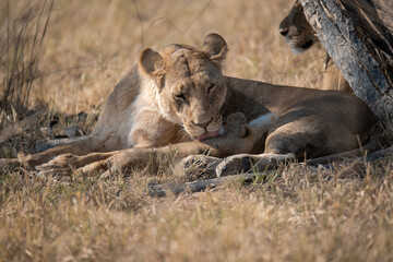Lions cubs and mother in wild savannah - Animal of africa