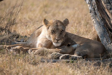 Fototapeta premium Lions cubs and mother in wild savannah - Animal of africa
