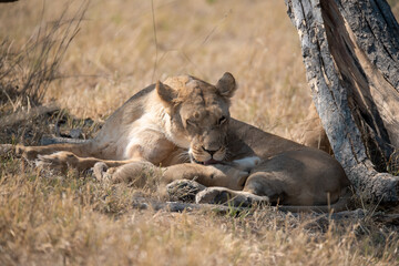 Naklejka premium Lions cubs and mother in wild savannah - Animal of africa