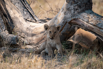 Lions cubs and mother in wild savannah - Animal of africa