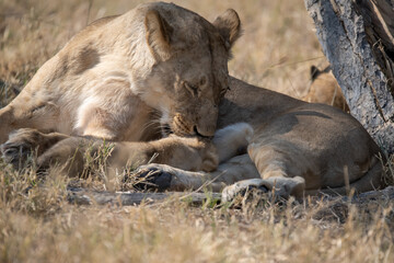Lions cubs and mother in wild savannah - Animal of africa