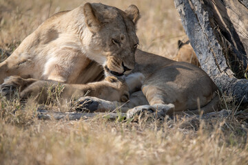 Naklejka premium Lions cubs and mother in wild savannah - Animal of africa