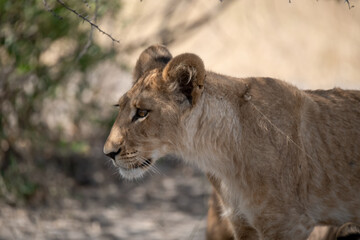 Lion cubs engage in playful activities like tumbling and play-fighting with their mothers and siblings on the savanna to develop essential survival skills, build strength, and strengthen social bonds 