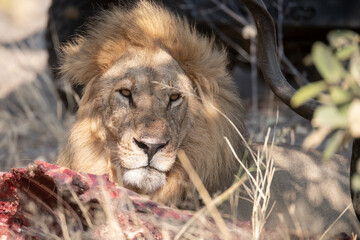 Sekoti, Powerful Male Lion Staring into the Wild – Animal of Africa