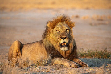 Sekoti, Powerful Male Lion Staring into the Wild – Animal of Africa
