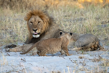 Tiny Future King – Lion Cub Close-Up – Animal of Africa