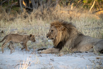 Tiny Future King – Lion Cub Close-Up – Animal of Africa