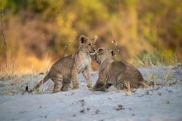 Lion cubs engage in playful activities like tumbling and play-fighting with their mothers and siblings on the savanna to develop essential survival skills, build strength, and strengthen social bonds 