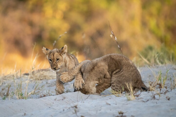 Lion cubs engage in playful activities like tumbling and play-fighting with their mothers and siblings on the savanna to develop essential survival skills, build strength, and strengthen social bonds 