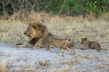 Lion cubs engage in playful activities like tumbling and play-fighting with their mothers and siblings on the savanna to develop essential survival skills, build strength, and strengthen social bonds 