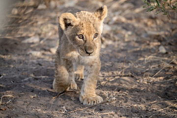 Un'immagine calda e dorata cattura una famiglia di leoni appollaiata su una piccola altura al tramonto. La luce soffusa del sole africano illumina i loro volti fieri. 

