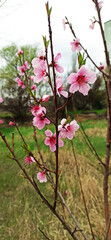 Branch of flowering sokura on the background of nature