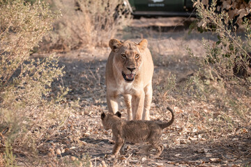 Un'immagine calda e dorata cattura una famiglia di leoni appollaiata su una piccola altura al tramonto. La luce soffusa del sole africano illumina i loro volti fieri. 

