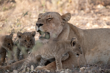 Un'immagine calda e dorata cattura una famiglia di leoni appollaiata su una piccola altura al tramonto. La luce soffusa del sole africano illumina i loro volti fieri. 

