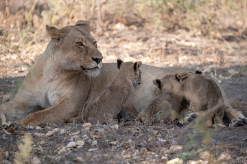 Un'immagine calda e dorata cattura una famiglia di leoni appollaiata su una piccola altura al tramonto. La luce soffusa del sole africano illumina i loro volti fieri. 

