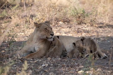 Un'immagine calda e dorata cattura una famiglia di leoni appollaiata su una piccola altura al tramonto. La luce soffusa del sole africano illumina i loro volti fieri. 

