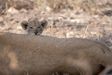 Un'immagine calda e dorata cattura una famiglia di leoni appollaiata su una piccola altura al tramonto. La luce soffusa del sole africano illumina i loro volti fieri. 

