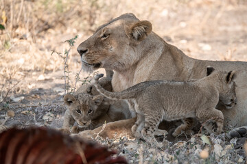 Lion cubs engage in playful activities like tumbling and play-fighting with their mothers and siblings on the savanna to develop essential survival skills, build strength, and strengthen social bonds 