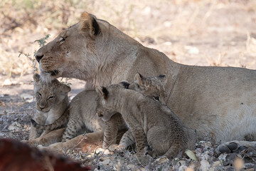 Lion cubs engage in playful activities like tumbling and play-fighting with their mothers and siblings on the savanna to develop essential survival skills, build strength, and strengthen social bonds 
