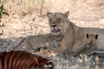 Lion cubs engage in playful activities like tumbling and play-fighting with their mothers and siblings on the savanna to develop essential survival skills, build strength, and strengthen social bonds 