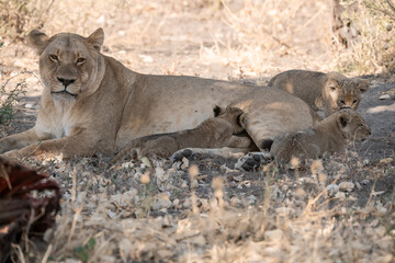 Lion cubs engage in playful activities like tumbling and play-fighting with their mothers and siblings on the savanna to develop essential survival skills, build strength, and strengthen social bonds 