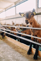 Brown goat peeks out from behind a fence and bleats while standing on its hind legs