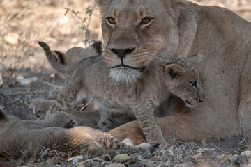 In the heart of Khwai, Botswana, a lion cub plays gently with its mother in 2025 – a touching moment of affection, playfulness, and the wild bonds of Africa - Animal of africa