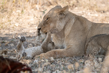 In the heart of Khwai, Botswana, a lion cub plays gently with its mother in 2025 – a touching moment of affection, playfulness, and the wild bonds of Africa - Animal of africa
