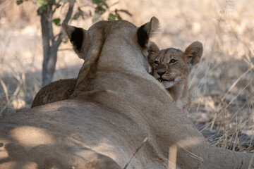 In the heart of Khwai, Botswana, a lion cub plays gently with its mother in 2025 – a touching moment of affection, playfulness, and the wild bonds of Africa - Animal of africa
