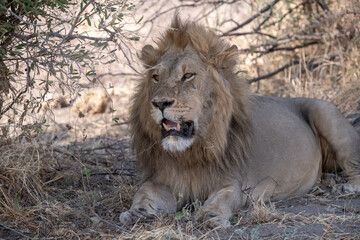 In the heart of Khwai, Botswana, a lion cub plays gently with its mother in 2025 – a touching moment of affection, playfulness, and the wild bonds of Africa - Animal of africa