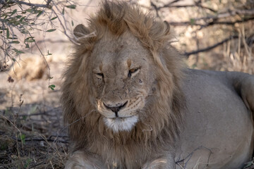 Obraz premium In the heart of Khwai, Botswana, a lion cub plays gently with its mother in 2025 – a touching moment of affection, playfulness, and the wild bonds of Africa - Animal of africa