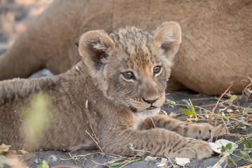 In the heart of Khwai, Botswana, a lion cub plays gently with its mother in 2025 – a touching moment of affection, playfulness, and the wild bonds of Africa - Animal of africa