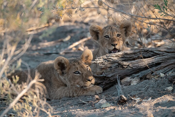 In the heart of Khwai, Botswana, a lion cub plays gently with its mother in 2025 – a touching moment of affection, playfulness, and the wild bonds of Africa - Animal of africa