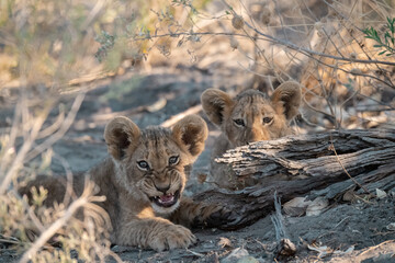 In the heart of Khwai, Botswana, a lion cub plays gently with its mother in 2025 – a touching moment of affection, playfulness, and the wild bonds of Africa - Animal of africa