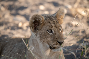 In the heart of Khwai, Botswana, a lion cub plays gently with its mother in 2025 – a touching moment of affection, playfulness, and the wild bonds of Africa - Animal of africa
