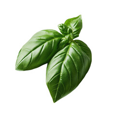 Fototapeta premium Green basil leaf displayed clearly on transparent surface.