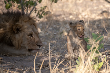 In the heart of Khwai, Botswana, a lion cub plays gently with its mother in 2025 – a touching moment of affection, playfulness, and the wild bonds of Africa - Animal of africa