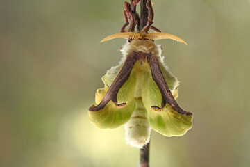 Actias Luna 