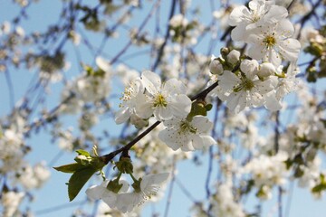 cherry tree blossom and the blue sky