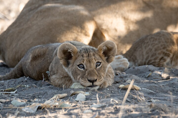 In the heart of Khwai, Botswana, a lion cub plays gently with its mother in 2025 – a touching moment of affection, playfulness, and the wild bonds of Africa - Animal of africa