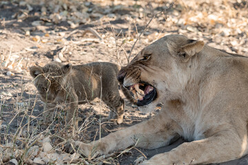In the heart of Khwai, Botswana, a lion cub plays gently with its mother in 2025 – a touching moment of affection, playfulness, and the wild bonds of Africa - Animal of africa