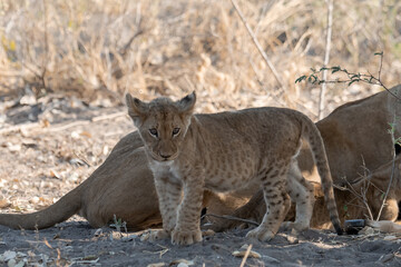 In the heart of Khwai, Botswana, a lion cub plays gently with its mother in 2025 – a touching moment of affection, playfulness, and the wild bonds of Africa - Animal of africa