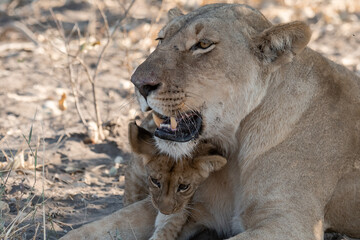 In the heart of Khwai, Botswana, a lion cub plays gently with its mother in 2025 – a touching moment of affection, playfulness, and the wild bonds of Africa - Animal of africa